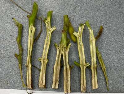 Soybean stems