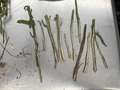 Soybean stems