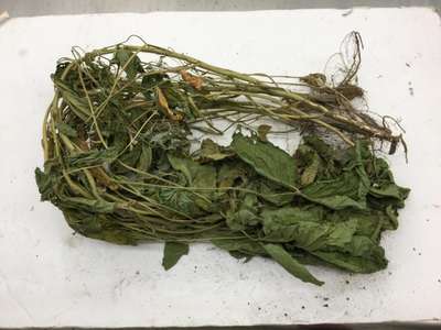 Soybean plant