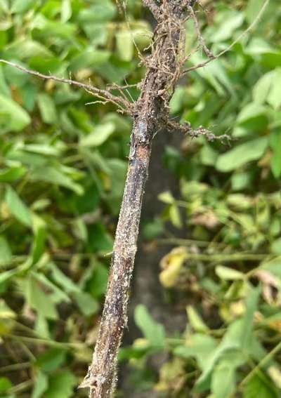 Soybean stem