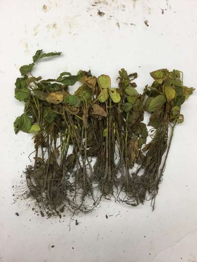Soybean plant