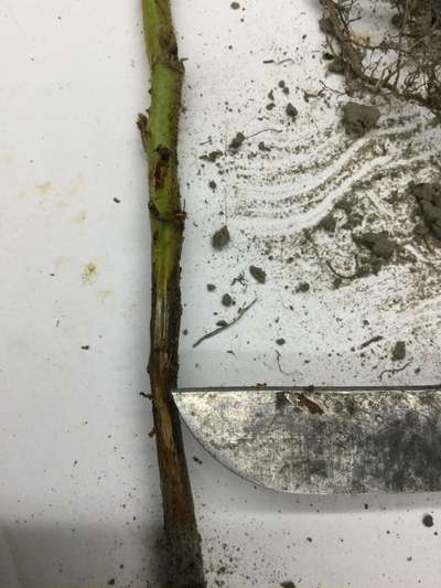 Soybean stem