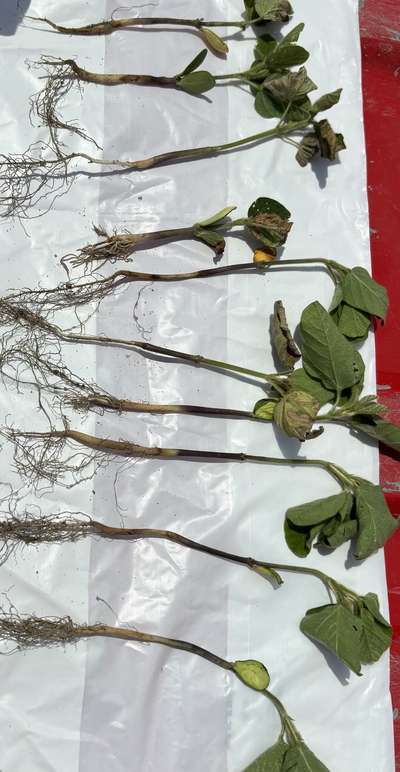Up-close photo of multiple soybean plants showing the whole plant including roots.