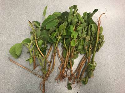 Soybean plant