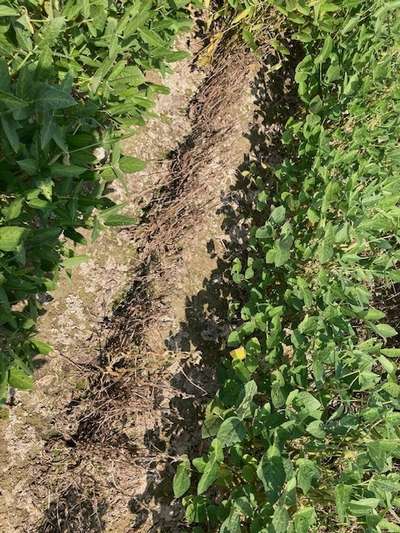 Affected plants in field