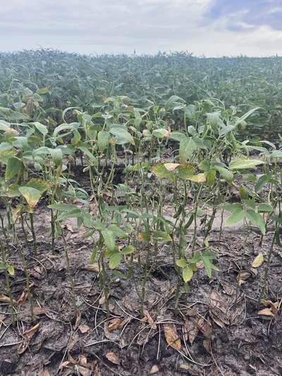 Soybean plants in the field with diseased leaves