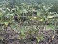 Soybean plants in the field with diseased leaves