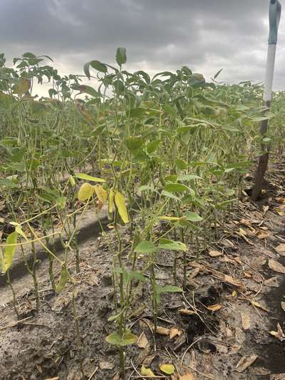 Soybean plants in the field with diseased leaves