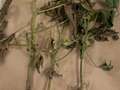 Brown and dry soybean samples on top of a brown bag