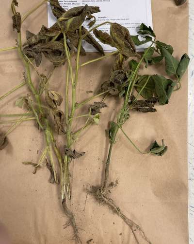 Brown and dry soybean plants on top of a brown bag