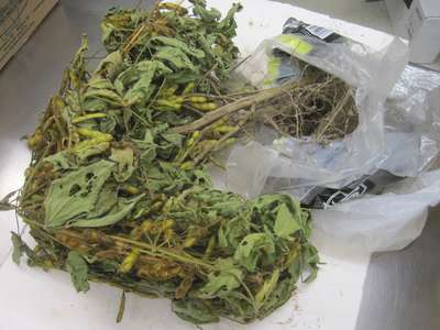 Soybean sample as it was received by clinic