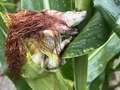 Ear of corn in the field with green/gray galls growing on it