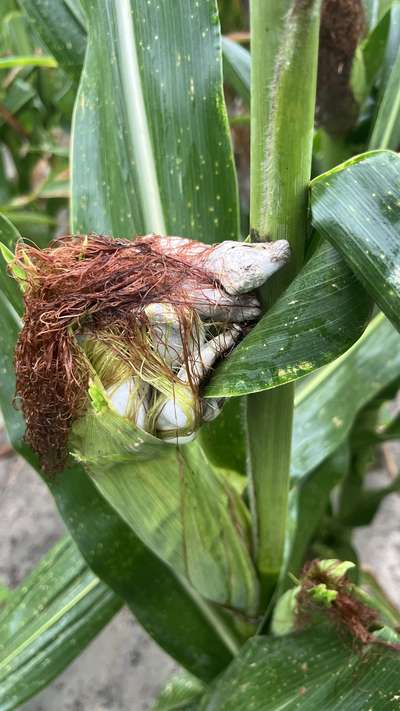 Ear of corn in the field with green/gray galls growing on it