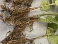 Soybean plant