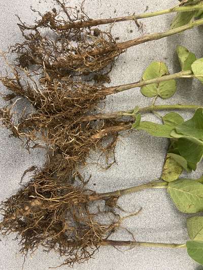 Soybean plant