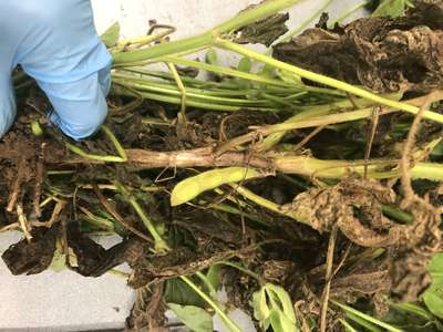 Soybean stems