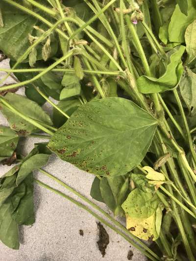 Soybean leaves