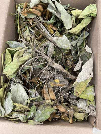 Soybean sample as it was received by clinic