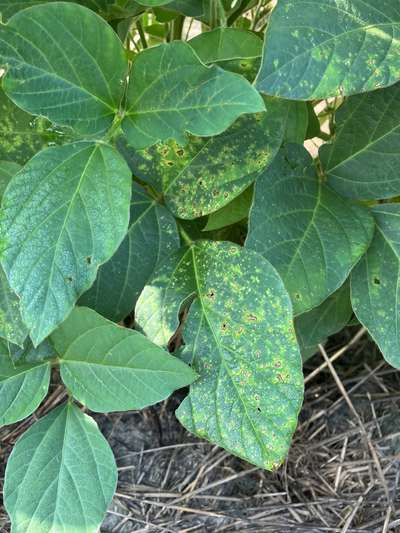 Up-close photo showing rounded necrotic holes on soybean leaves