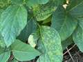 Up-close photo showing rounded necrotic holes on soybean leaves
