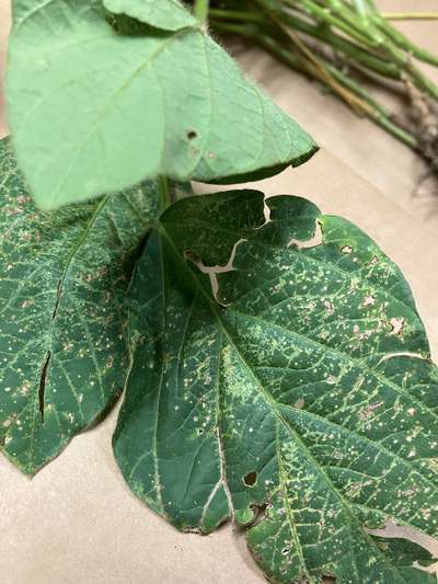 Up-close photo of necrotic tissue on a soybean leaf