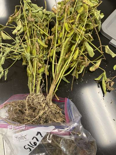 Soybean plant sample as received by the clinic
