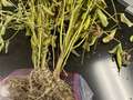 Soybean plant sample as received by the clinic