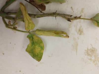 Soybean leaves