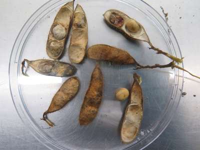 Soybean pods