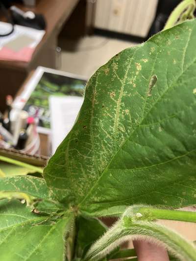 Soybean leaves