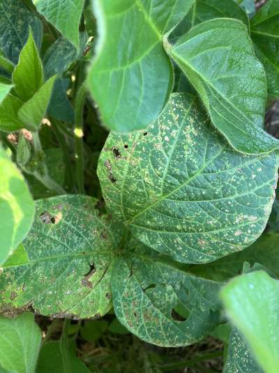 Soybean leaves