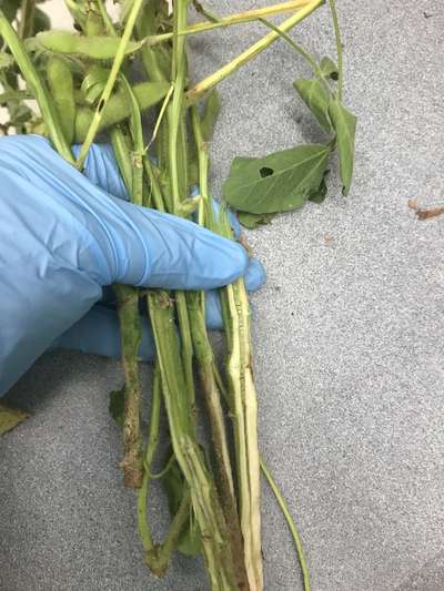 Soybean stems