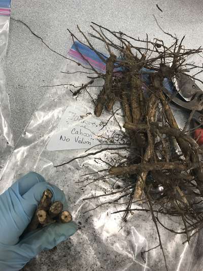 Soybean stems