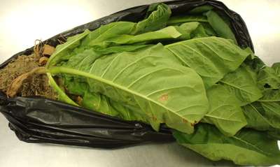 Tobacco sample as received by the clinic