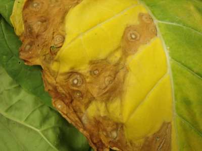 Tobacco leaf up close, with yellowing of the leaf and a brown spot