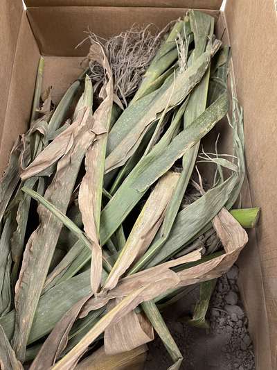 Corn sample as received by the clinic