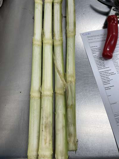 Corn stems split in half lengthwise