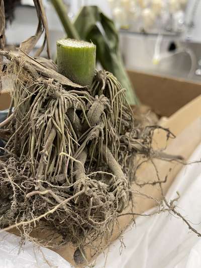 Braced roots