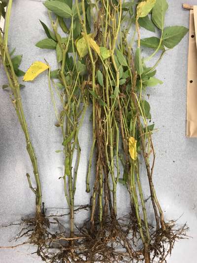 Soybean plant