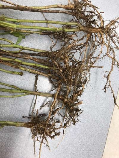 Soybean roots