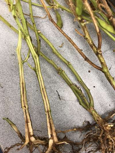 Soybean stems