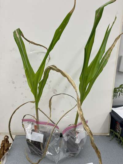 Corn leaves