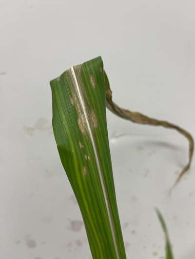 Corn leaf
