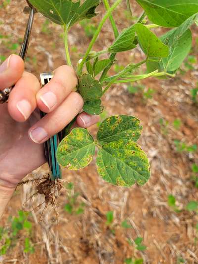 Soybean leaves