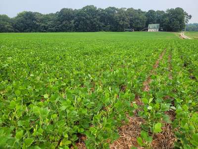 Soybean field