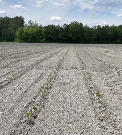 Broad photo of multiple soybean plants showing stunted growth and yellow/brown discoloration.