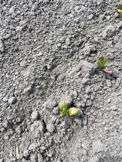 Up-close photo of soybean plants with yellow ad brown discoloration on the leaves.