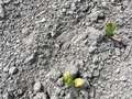 Up-close photo of soybean plants with yellow ad brown discoloration on the leaves.