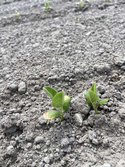 Up-close photo of soybean plants with yellow ad brown discoloration on the leaves.