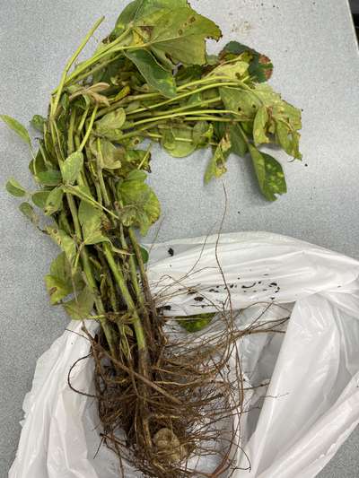 Soybean plant